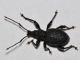 Curculionidae - Otiorhynchus sp - 10 mm -20111124_112.jpg