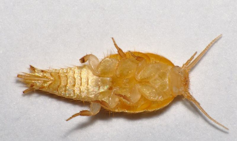 Lepismatidae - Tricholepisma aurea female - 6 mm -20111112_002 Ventral view.jpg