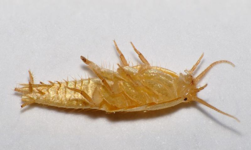 Lepismatidae - Tricholepisma aurea female - 6 mm -20111112_003 Side view.jpg