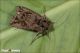 Ctenoplusia_accentifera-_9995_1000px.jpg