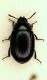 Tenebrio2 nuovo.JPG