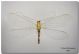 Chrysoperla sp_ Capaci_ 4.VIII.1988_ per forum.jpg