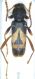 Clytus.jpg