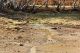 Manziana_28-XI-2011_CN011.JPG