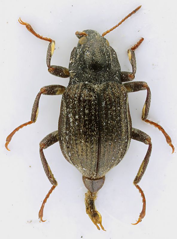 Elmidae_maschio_Nera.jpg