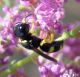 Ectemnius sp..jpg
