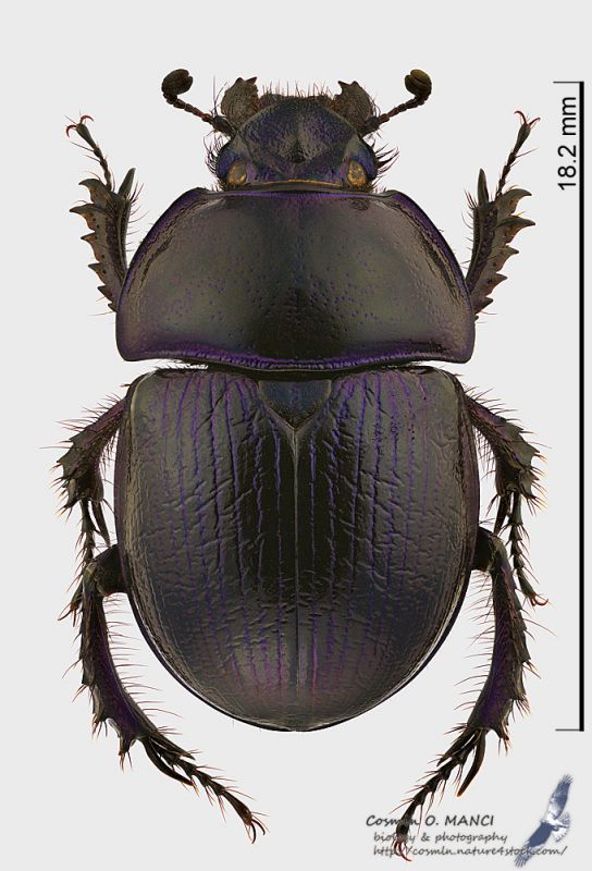 Anoplotrupes_stercorosus_s.JPG