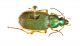 carabo2_1000.jpg