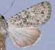 Aporophyla canescens.jpg