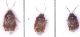 Deraeocoris.jpg