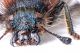 cleridae1crop.jpg
