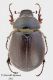 Pachydema-hirticollis_femminao2_web_small.jpg
