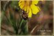 Pachydema-hirticollis-02,-Lampedusa,-15-aprile-1987,-foto-Marcello-Arnone_web.jpg