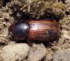Aphodius sp. 2.jpg
