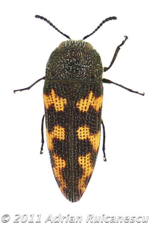 Acmaeodera lucanawtmk.jpg