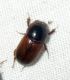 Aphodius rufus.jpg