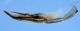 edeago-laterale--Anticidae-Carloforte-2011.jpg