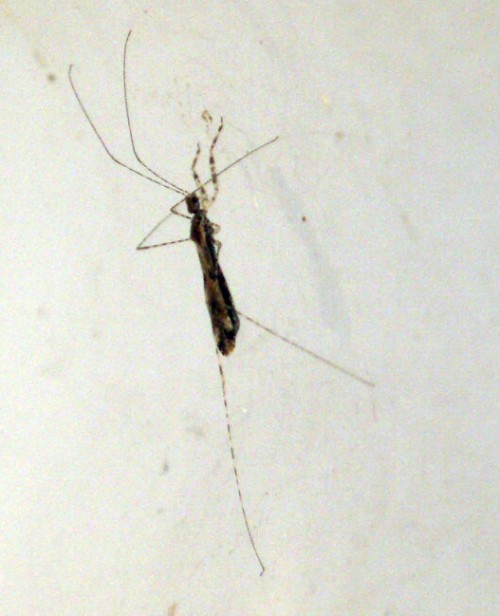 Empicoris sp. 1.jpg