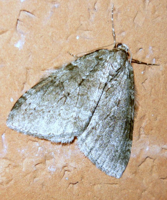 Epirrita christyi (Allen, 1906).JPG