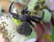 Thomisidae sp. Alberoni 15 giugno 2011 010a.jpg
