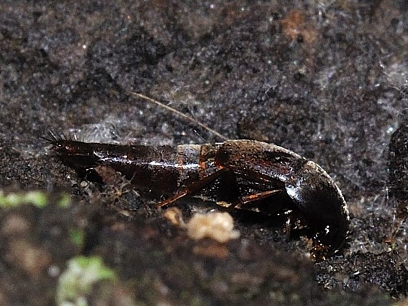 Staphylinidae - 4 mm -20111124_084.jpg