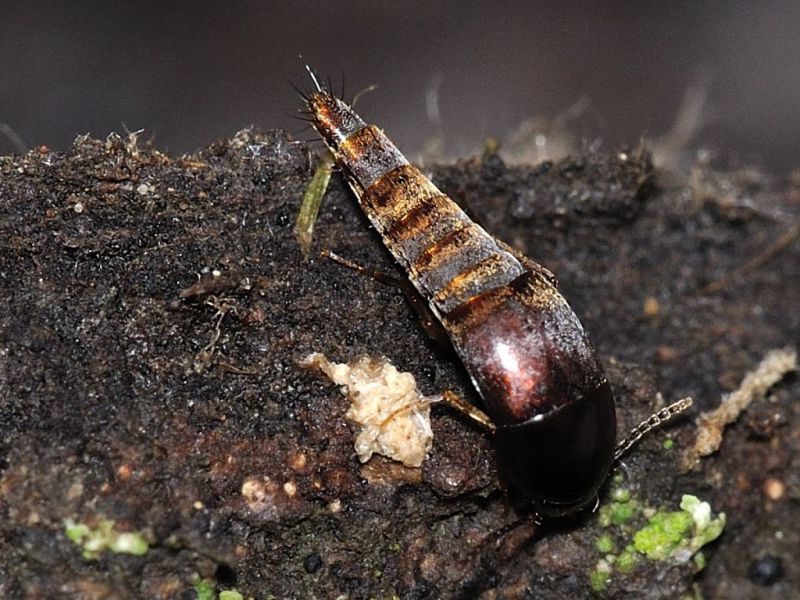 Staphylinidae - 4 mm -20111124_086.jpg