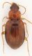IMG_1028 Carabidae 5mm.jpg