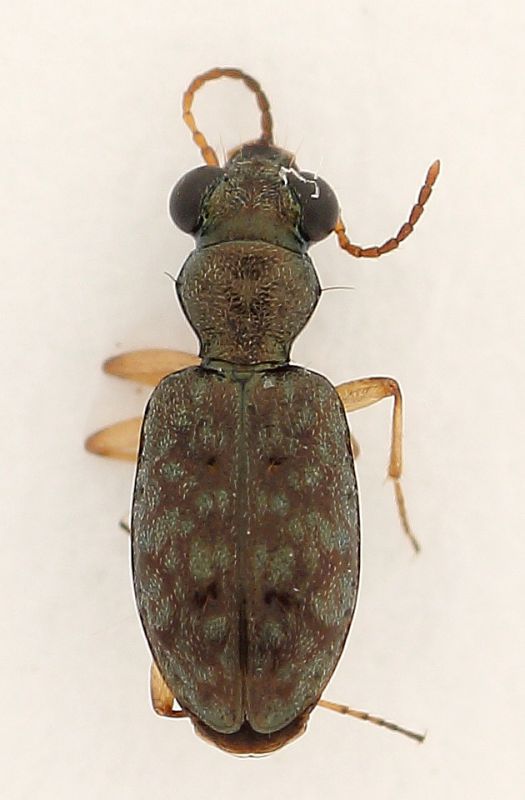 IMG_1030 Carabidae 4mm.jpg