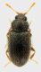 Latridiidae_SanVittorino_5-XII-2011_1,5mm_grey.jpg