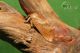 clostera-pigra-IMG_5858_08.jpg