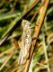 Orthoptera sp. Alberoni 26 agosto 2009 002a.jpg