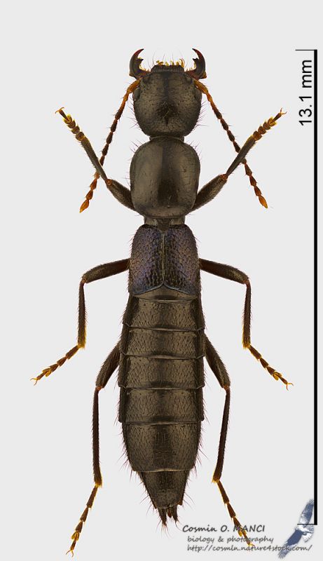 Staphylinid1_Timor_s.jpg