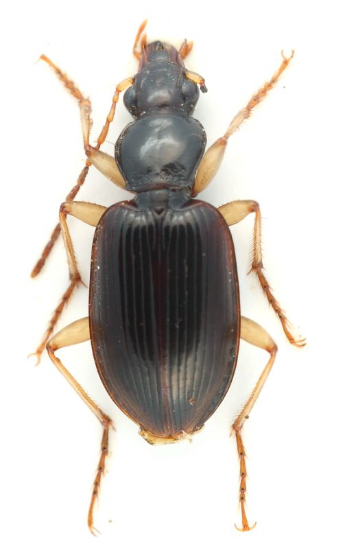 Carabidae-sp-x-web.jpg