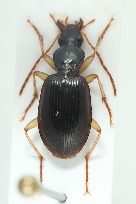 Carabidae sp secondo ex4.JPG