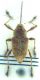 Curculio.jpg