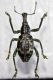 Halmahera  (Islas Molucas) 10 mini.JPG