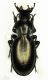 Carabus torosus leonidas m..jpg