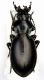 Carabus torosus leonidas f..jpg