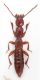 Staphylinidae di Natale1.JPG