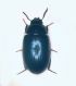 Platydema copia.jpg