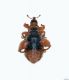 Orchestes quercus 002 copia.jpg