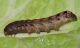 Noctuidae - Epilecta linogrisea - Bruco - 30 mm -20111212_268.jpg