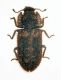 Endophloeus marcovichianus.jpg