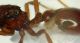 Formica4 Sasso 2.1mm.JPG