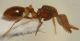 Formica5 Sasso 2.1mm.JPG