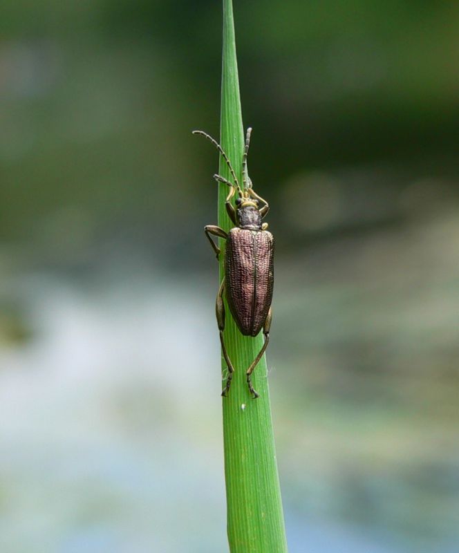 D.sparganii                .JPG