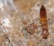 Staphylinidae - 4 mm - 20111213_048.jpg