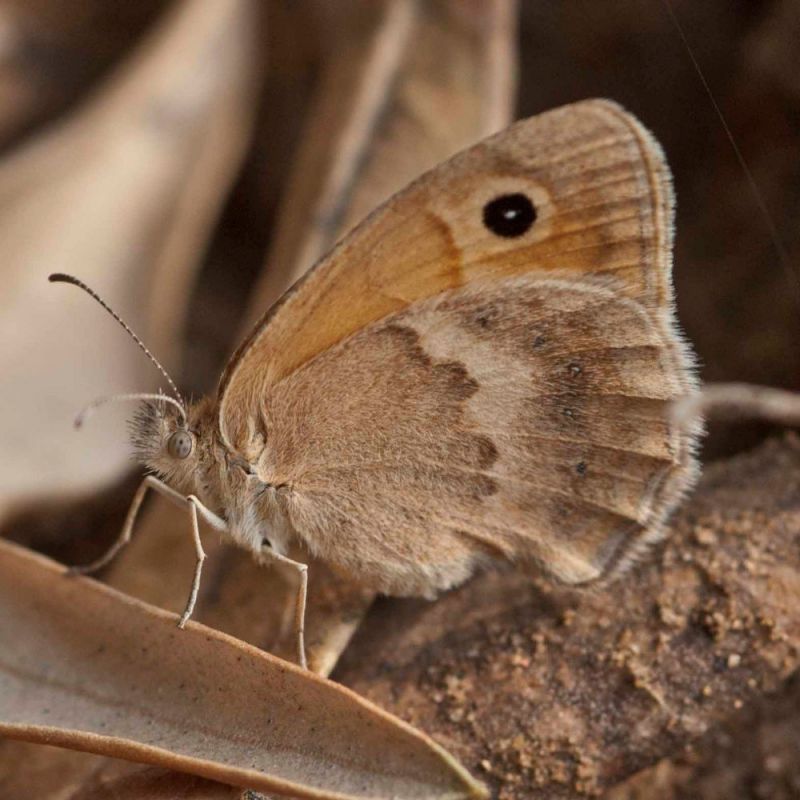 Coenonympha pamphilus ♀.jpg