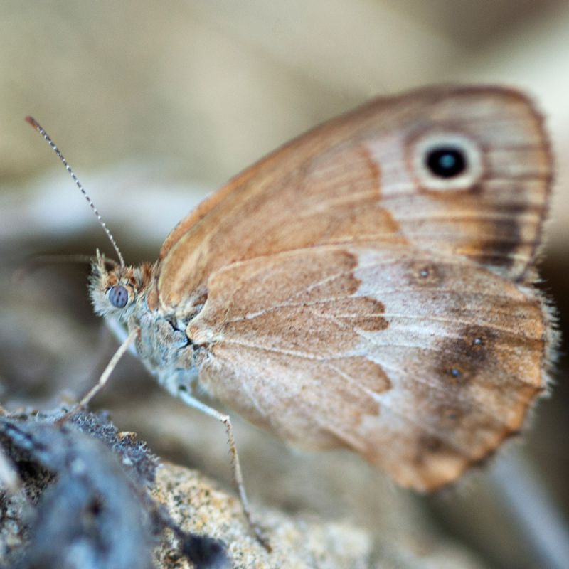 Coenonympha pamphilius X.jpg