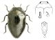 T.scrobiculatus Kiesenwetter, 1857.jpg